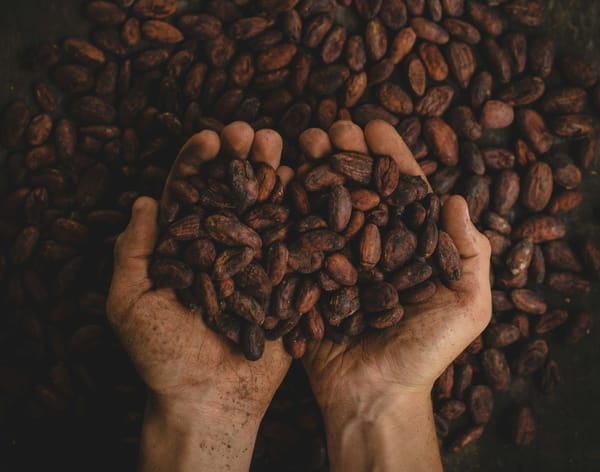 Cacao Crunch: How Weather, Speculation, and Aging Crops Are Shaking the Market